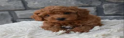 Toy Poodle dogs for sale: Cuddles  - Ad 5