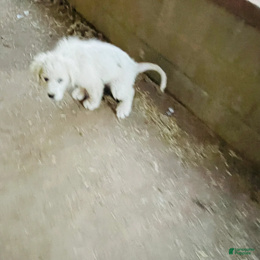 Great Pyrenees dogs for sale: Great Pyrenees Puppy 7 - Ad 1