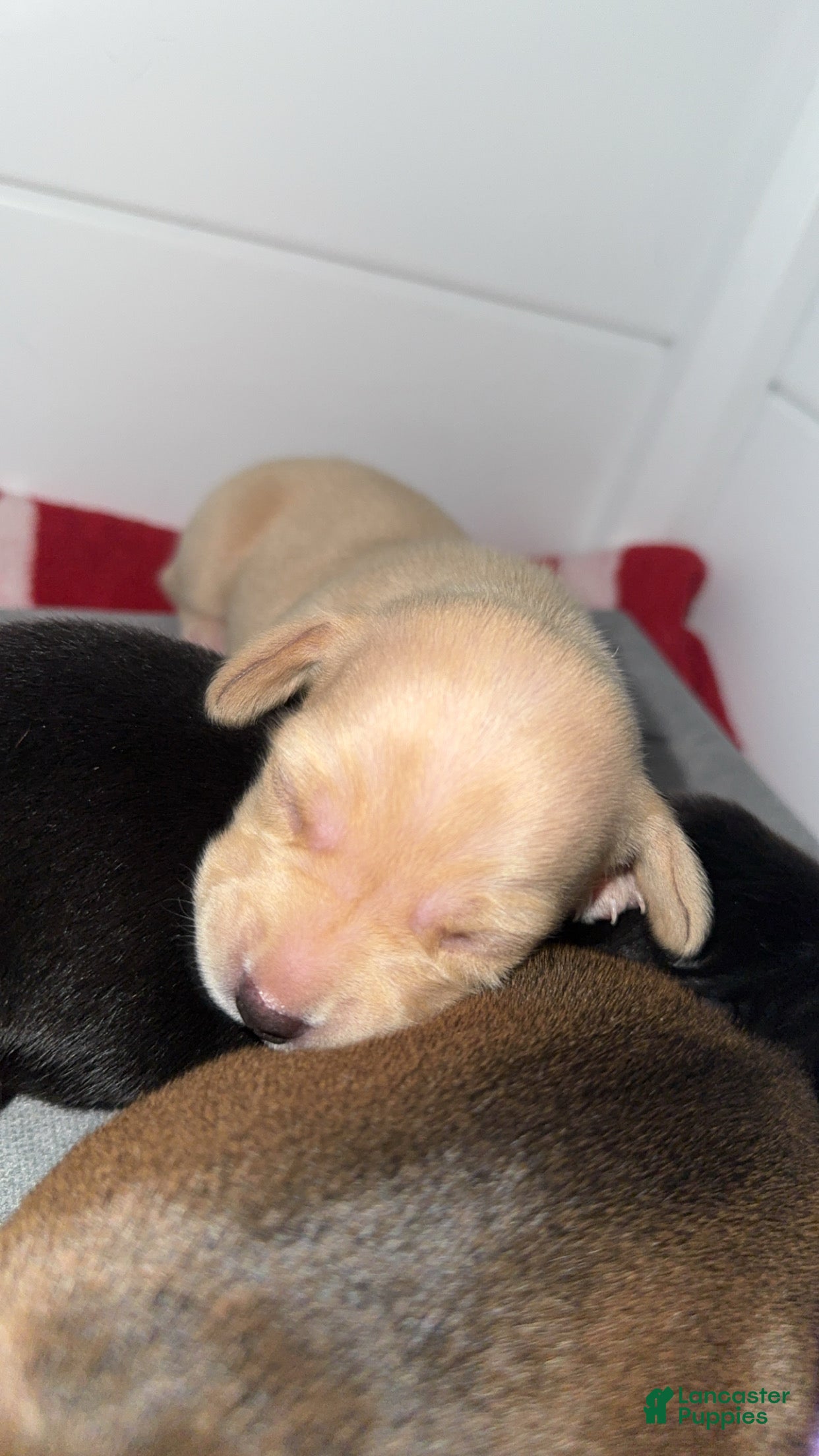 Dachshund dogs Dachshund Puppy 3 - Ad 3