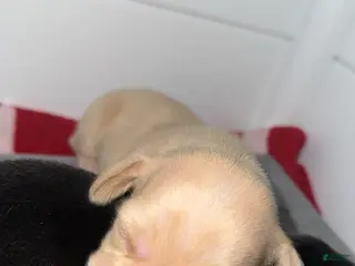 Dachshund dogs Dachshund Puppy 3 - Ad 10