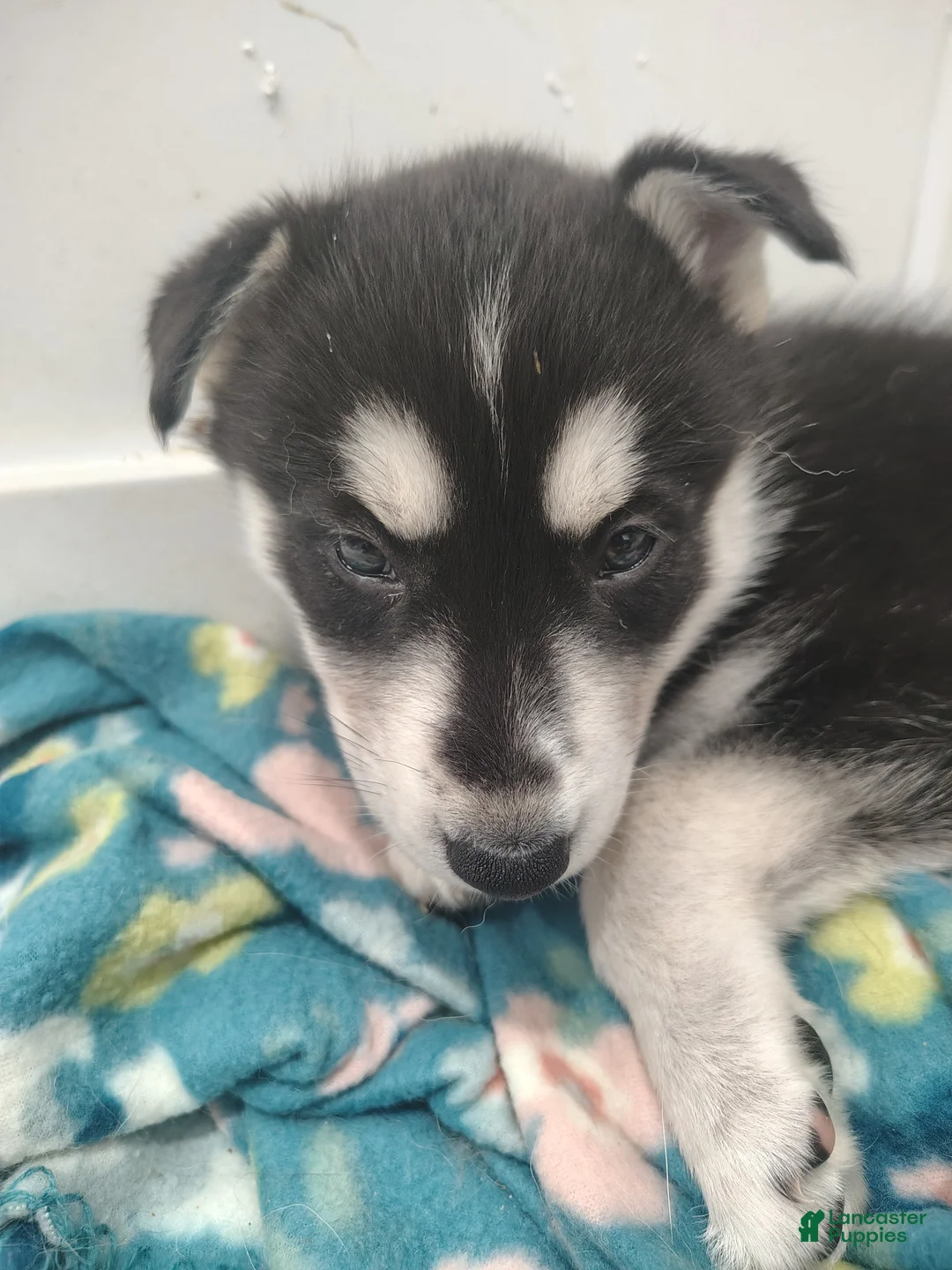 Gerberian Shepsky dogs for sale: Gerberian Shepsky Puppy 3 - Ad 1