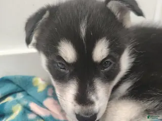 Gerberian Shepsky dogs Gerberian Shepsky Puppy 3 - Ad 18