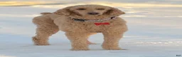 Standard Poodle dogs for sale: Lily (spayed) adult Standard Poodle - Ad 3