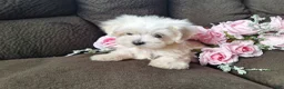 Maltese dogs for sale: Snowbird - Ad 3