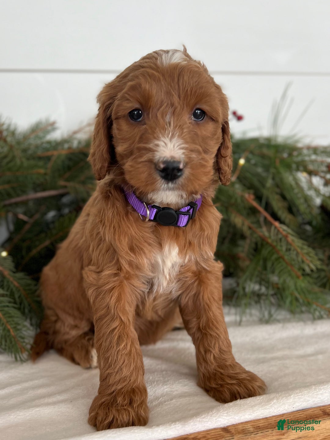 Irish Doodle dogs for sale: Aspen - Ad 2