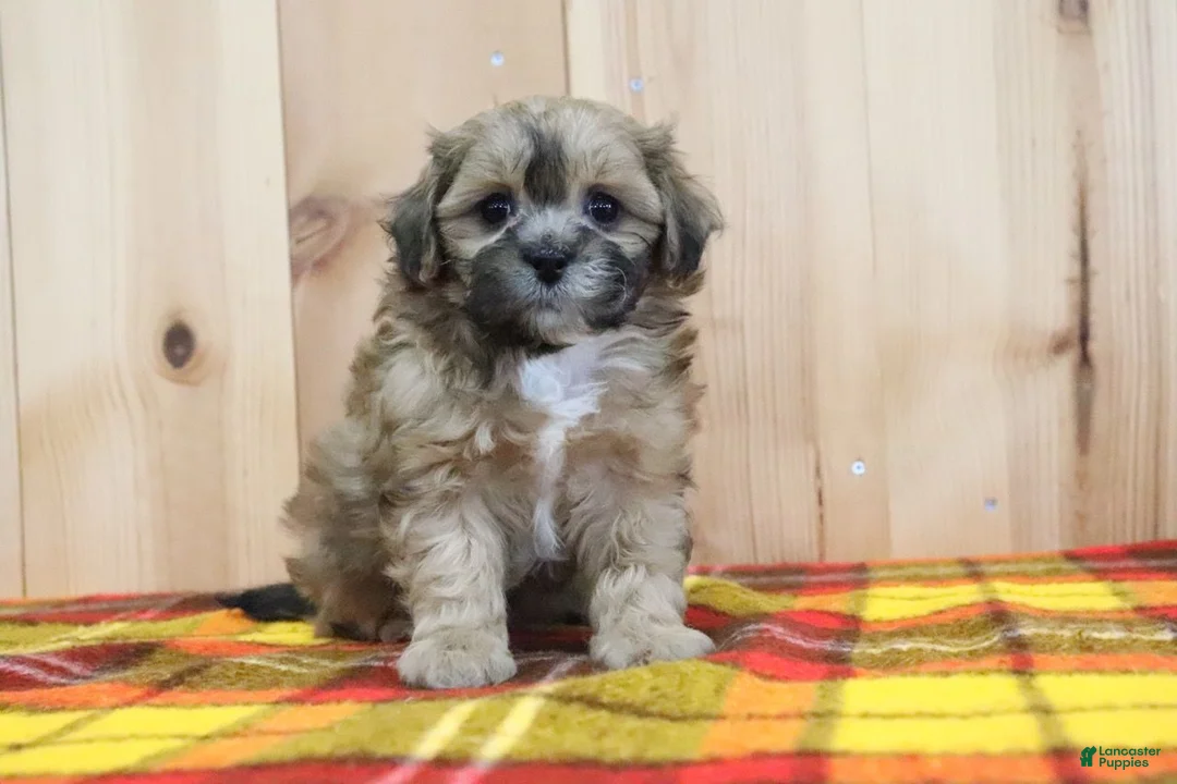 Shihpoo dogs for sale: Jody - Ad 1