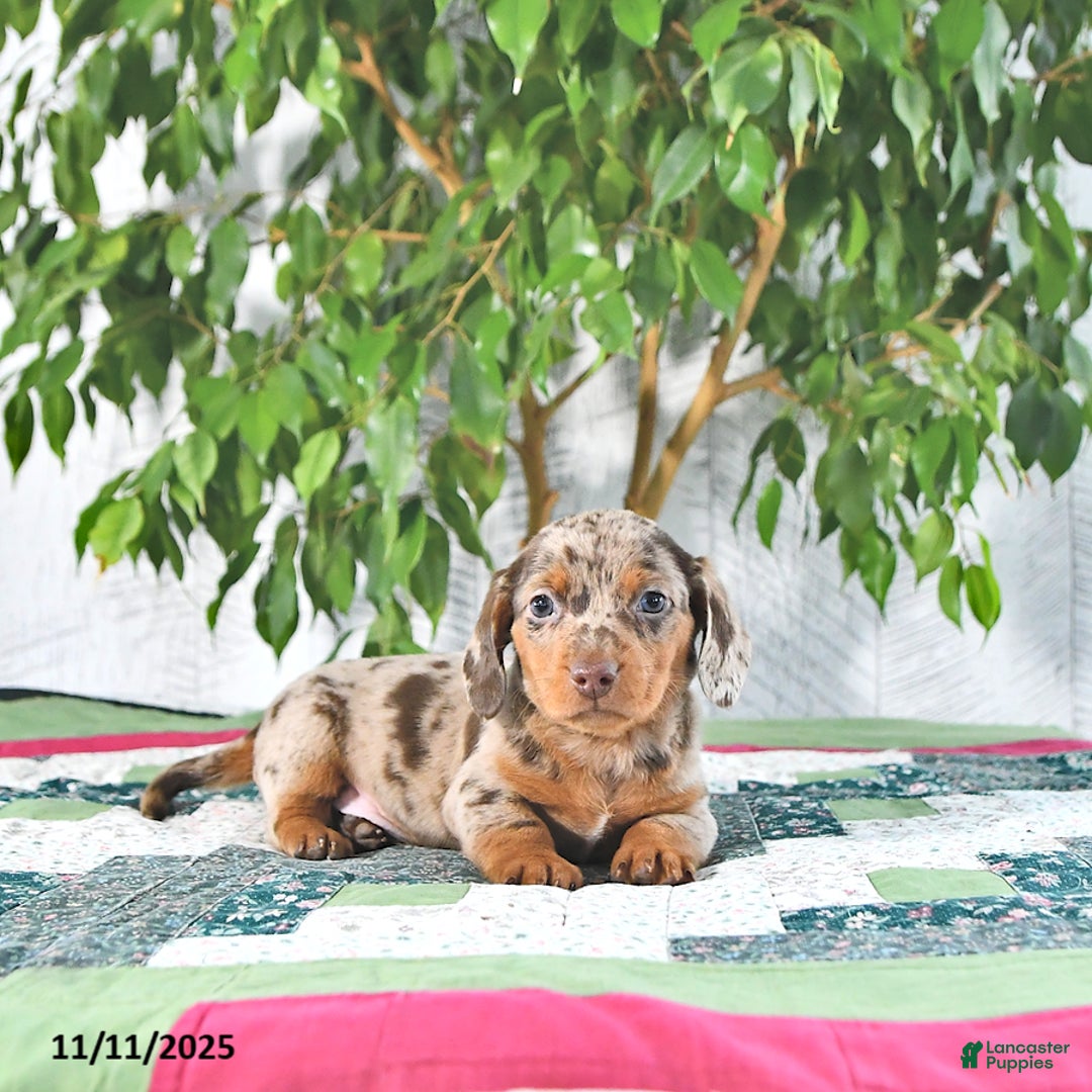 Miniature Dachshund dogs for sale: Eddy - Ad 4