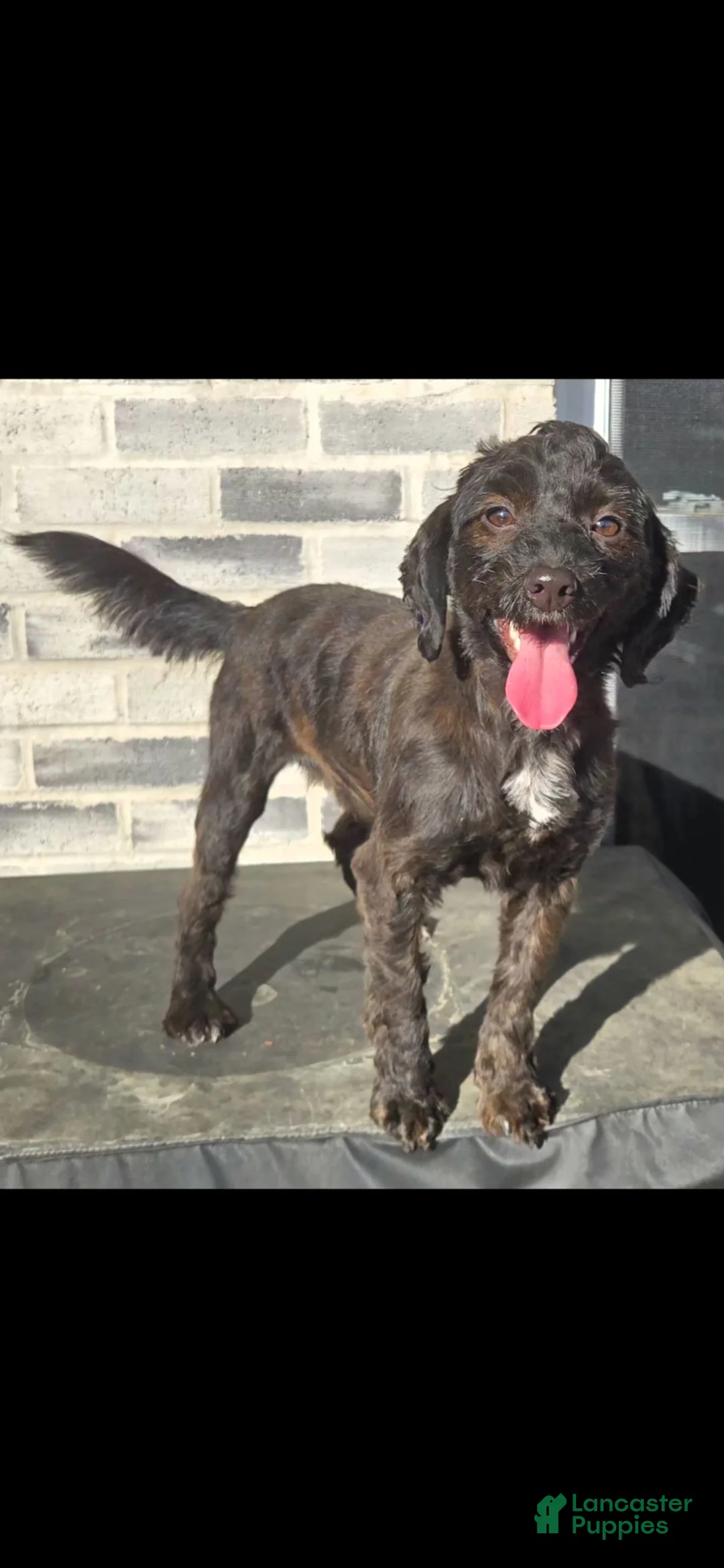 Mini Bernedoodle dogs for sale: Mini Bernedoodle 4 - Ad 11