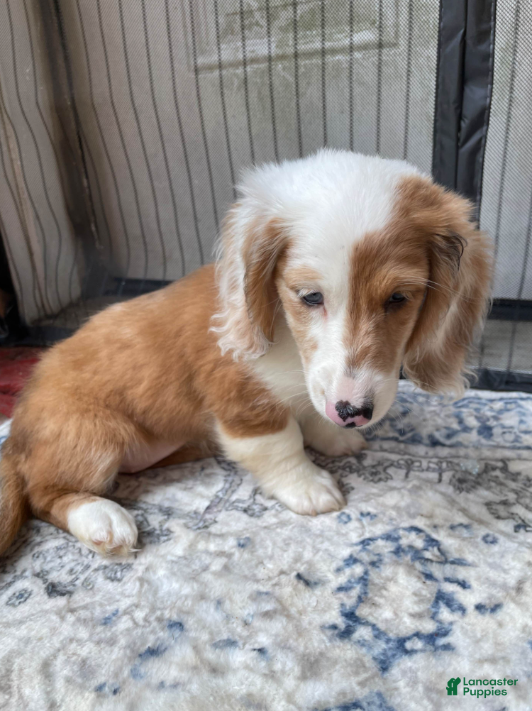 Miniature Dachshund dogs Girl 2 - Ad 1