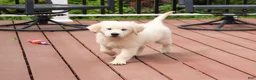 Golden Retriever dogs for sale: Cecily - Ad 6