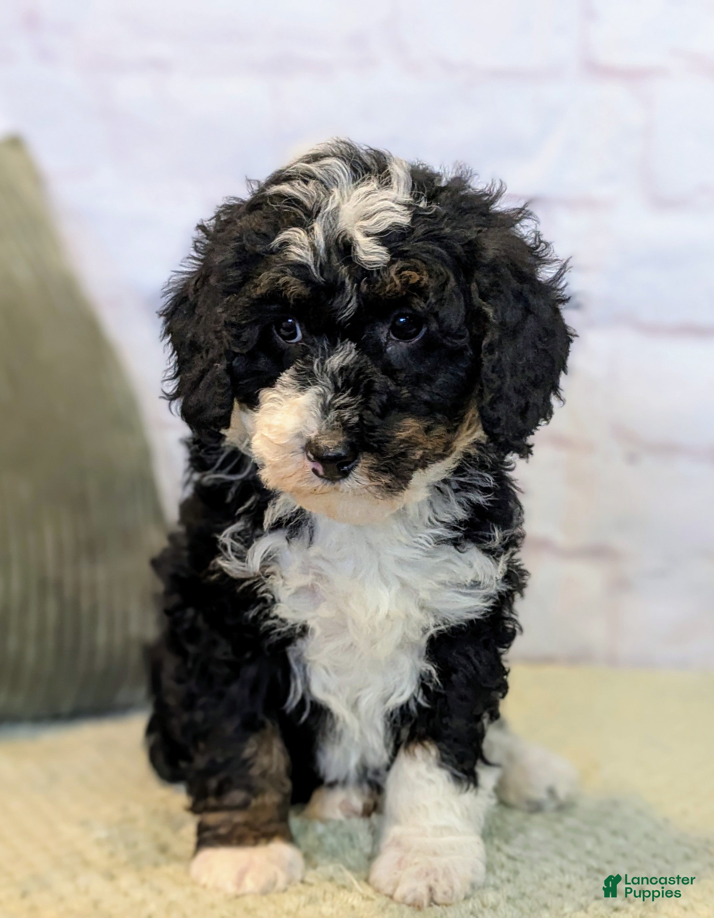Mini Bernedoodle dogs Patrick - Ad 23