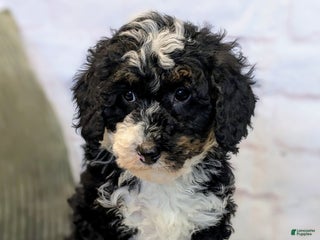 Mini Bernedoodle dogs Patrick - Ad 23