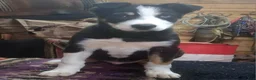 Border Collie dogs for sale: Border Collie Puppy 1 - Ad 10