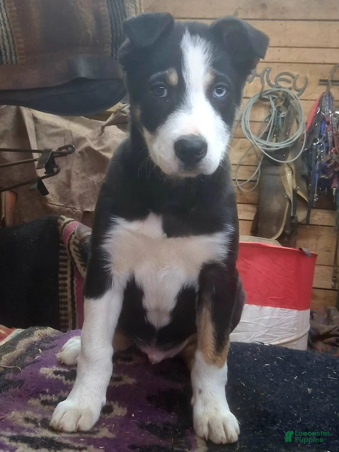 Border Collie dogs for sale: Border Collie Puppy 1 - Ad 10
