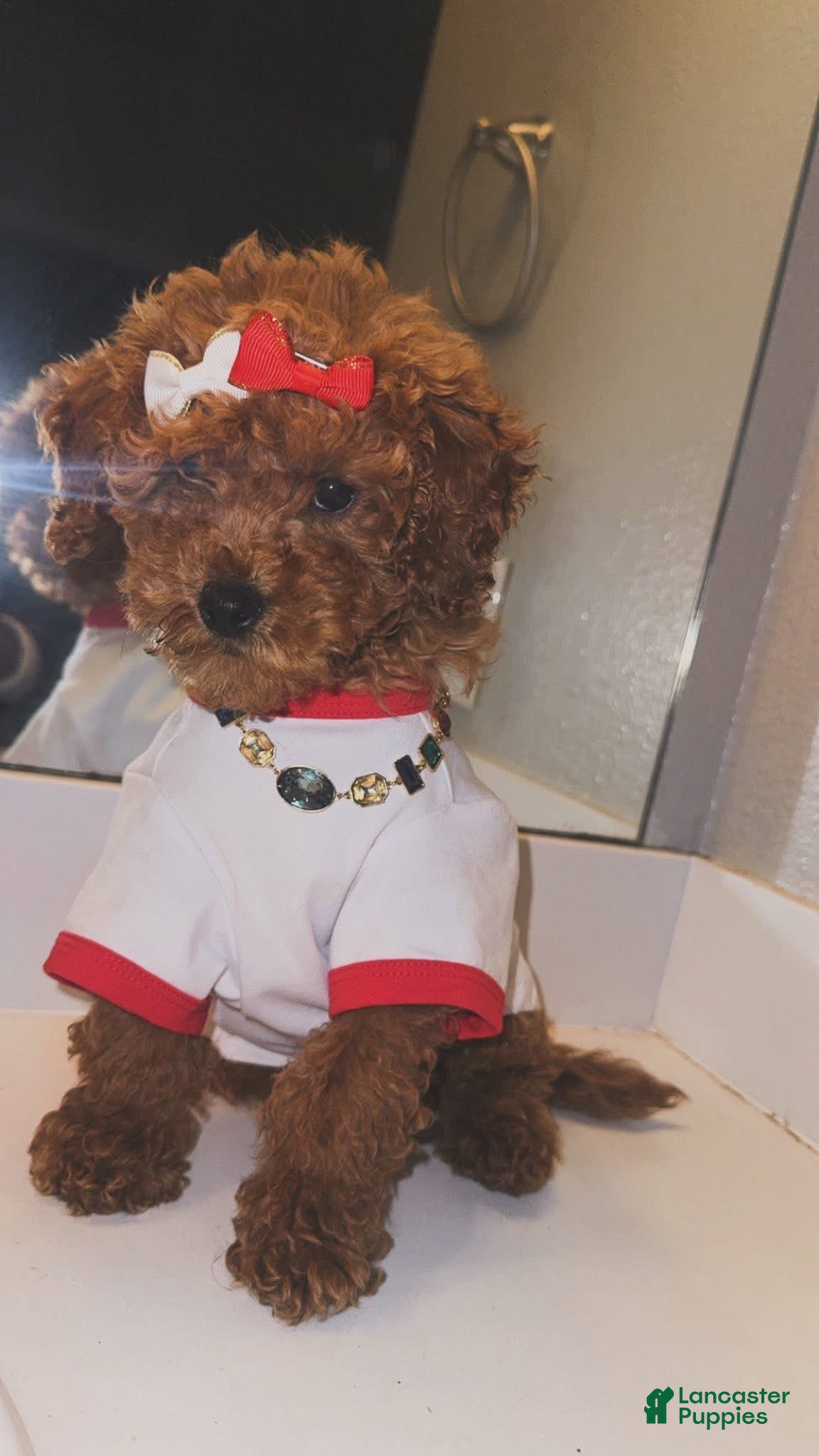 Mini Goldendoodle dogs Mini Goldendoodle Puppy 1 - Ad 14