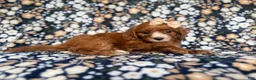 Cockapoo dogs for sale: Miley - Ad 8
