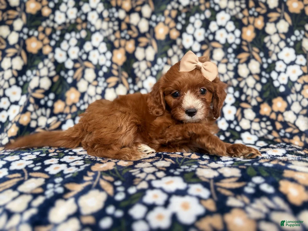 Cockapoo dogs for sale: Miley - Ad 8