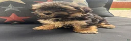 Morkie dogs for sale: Cam - Ad 4