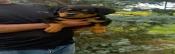 Rottweiler dogs for sale: Zeus - Ad 3