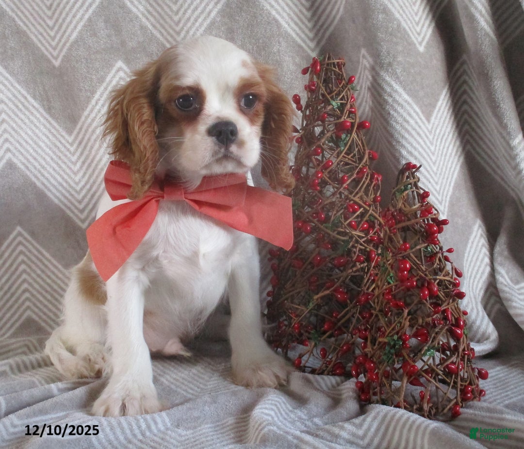 Cavalier King Charles Spaniel dogs for sale: Hayes - Ad 5