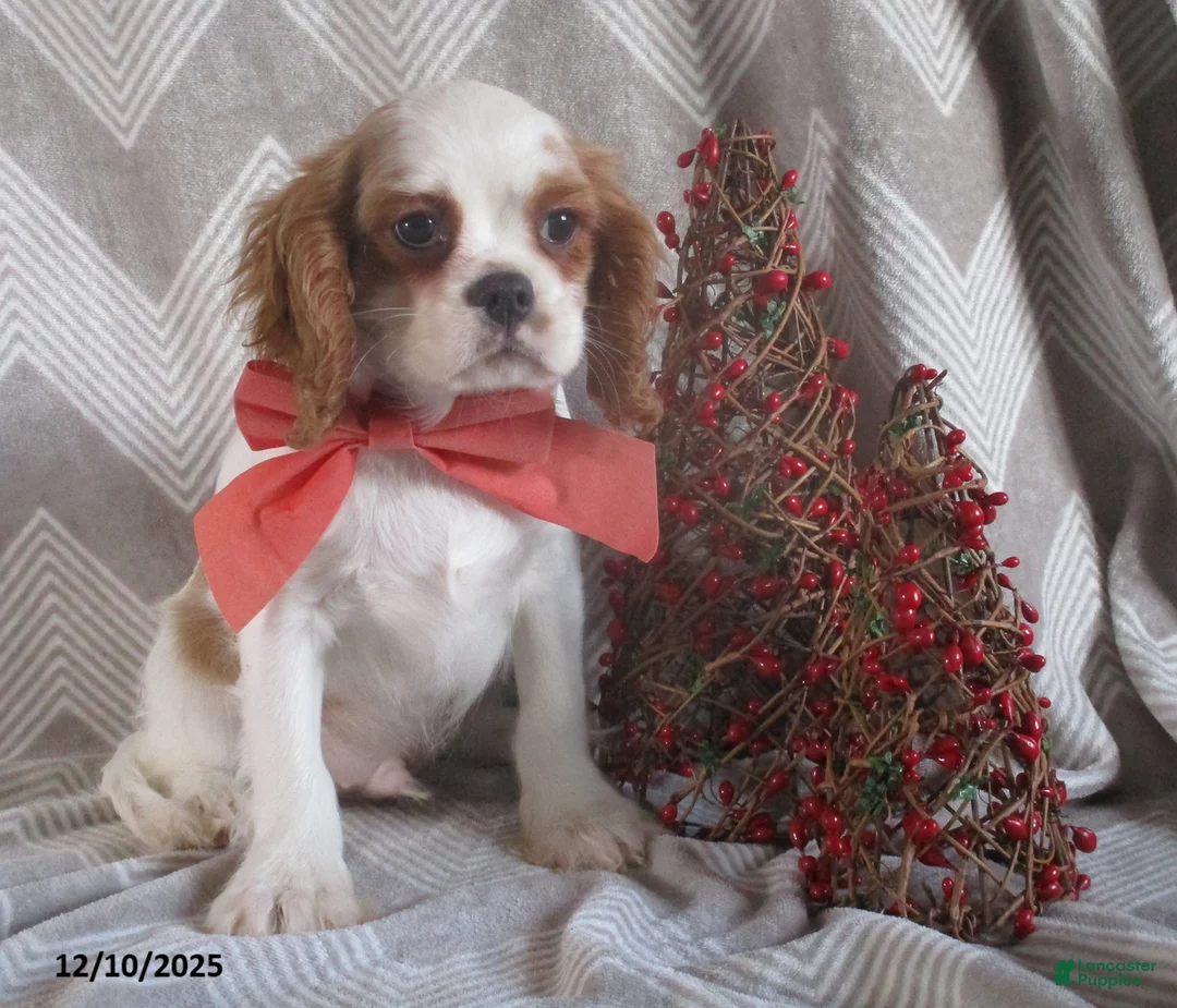 Cavalier King Charles Spaniel dogs for sale: Hayes - Ad 5