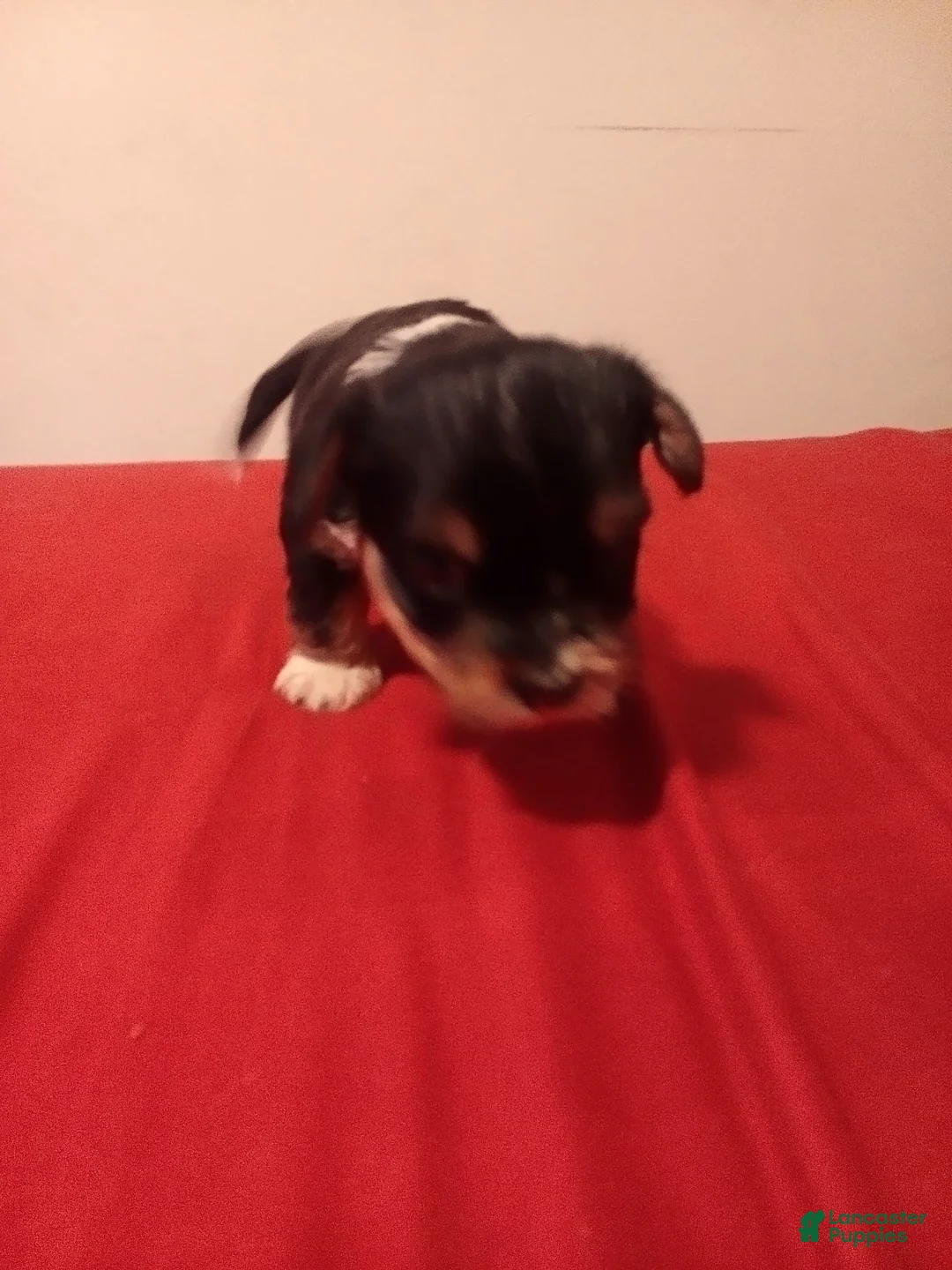 Mixed Breed dogs for sale: Mixed Breed 2 - Ad 1