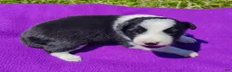 Border Collie dogs for sale: Piper - Ad 31