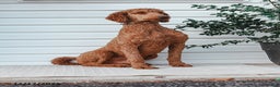 Standard Poodle dogs for sale: Dante - Ad 5