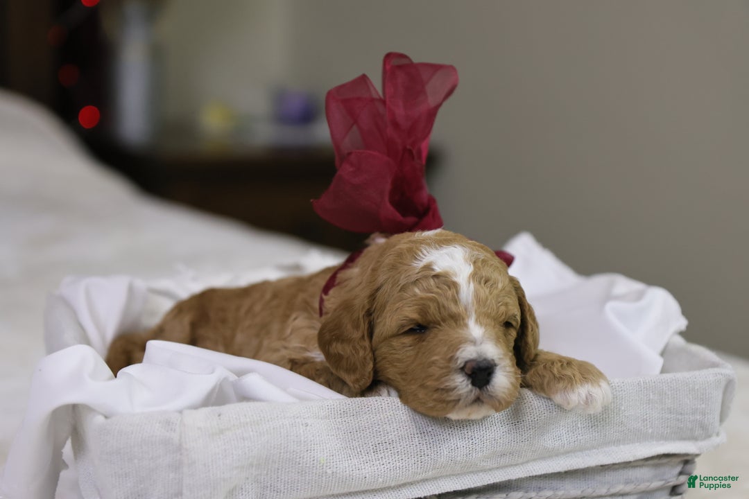 Goldendoodle dogs for sale: Twinkle - Ad 4