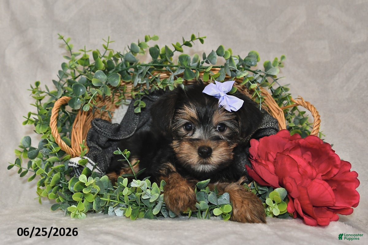 Yorkshire Terrier dogs Della - Ad 1