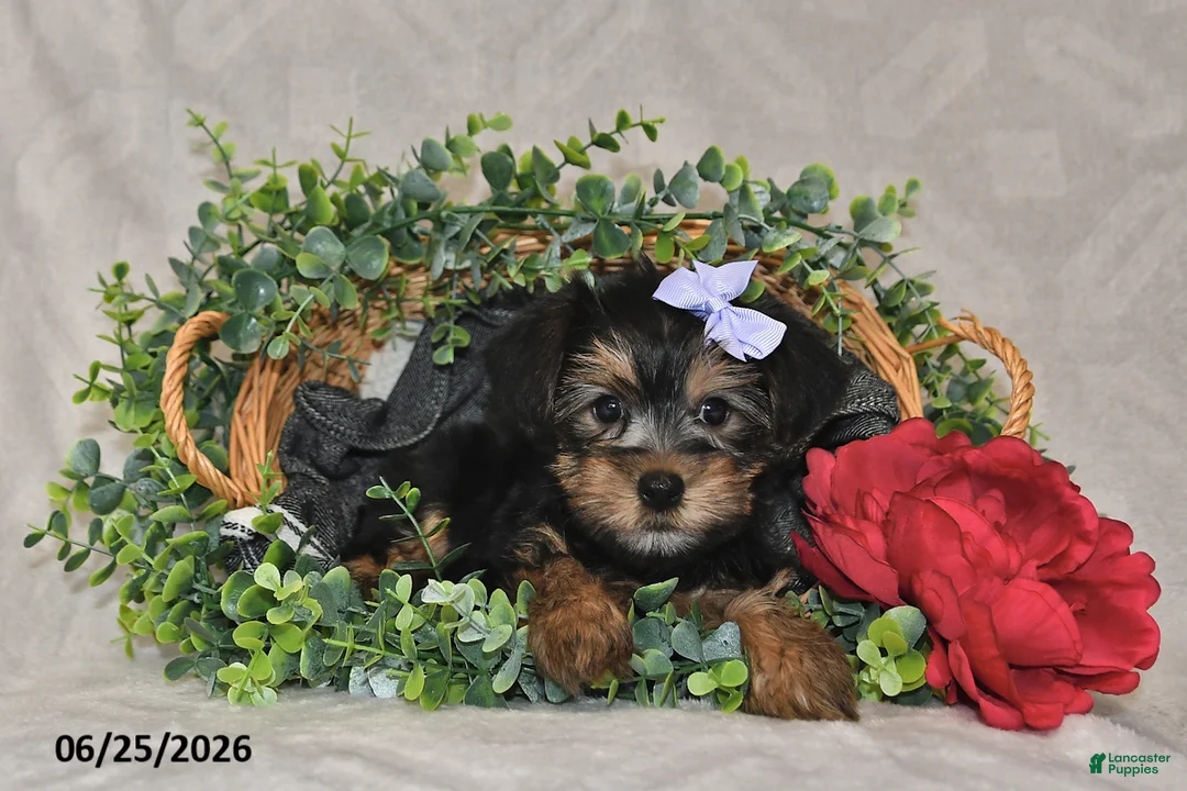 Yorkshire Terrier dogs for sale: Della - Ad 1