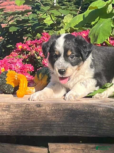 Mixed Breed dogs for sale: Ricky - Ad 21