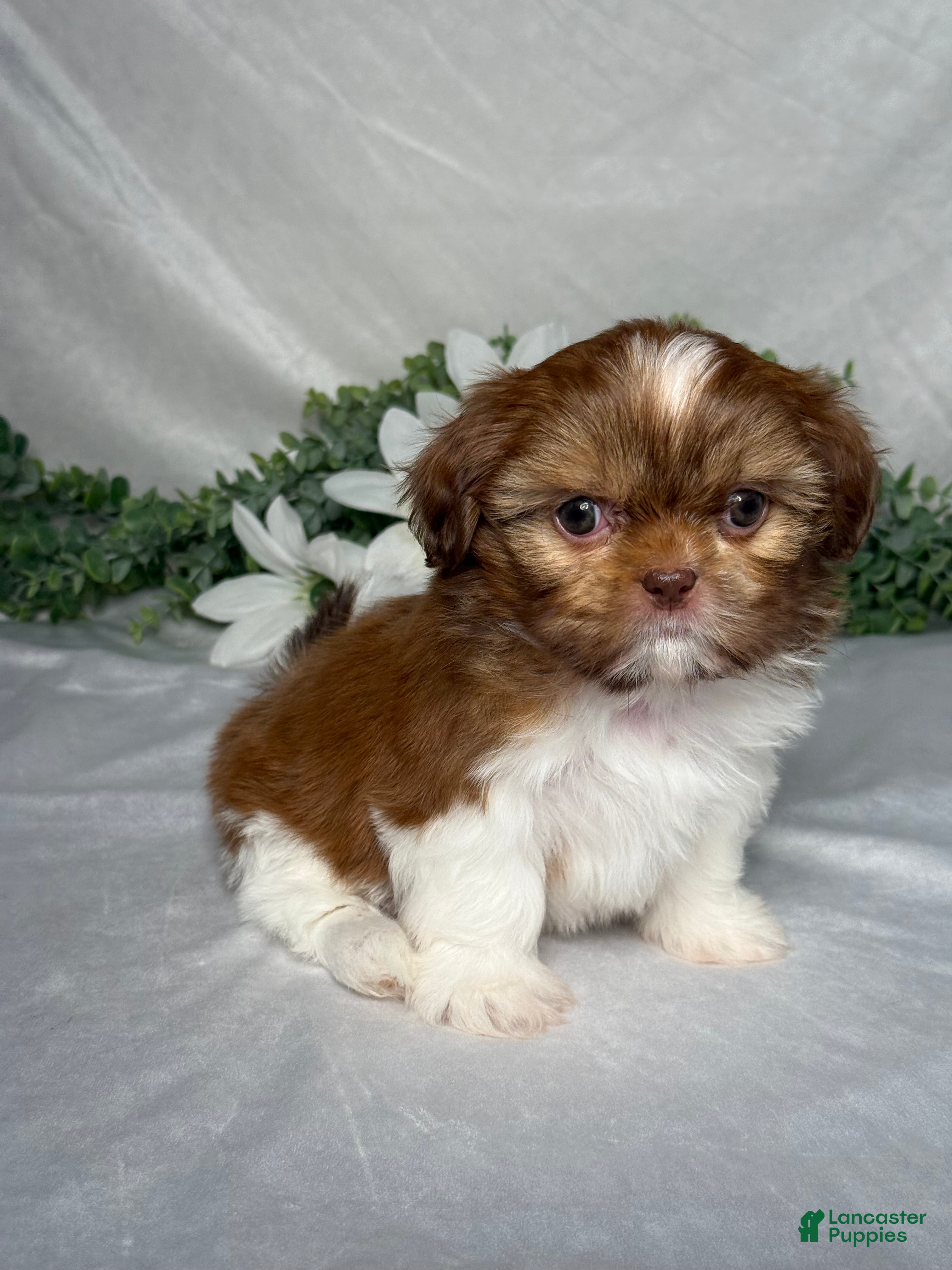 Shih Tzu dogs Sophia  - Ad 2