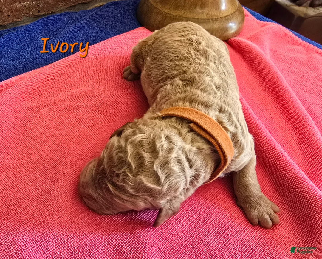 Goldendoodle dogs for sale: Mini Goldendoodle 8 - Ad 2