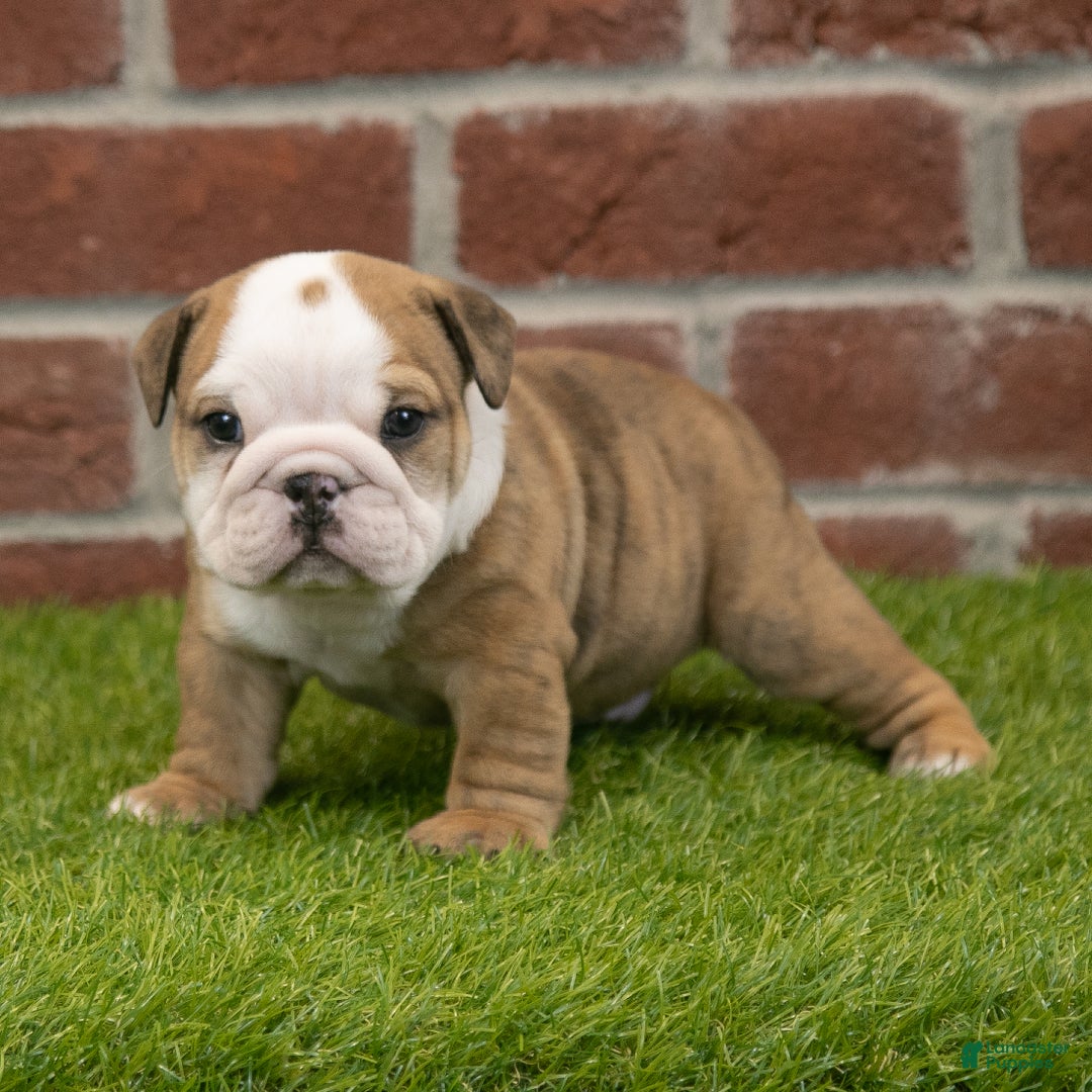 English Bulldog dogs for sale: Buster - Ad 3