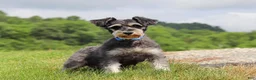 Miniature Schnauzer dogs for sale: Emmy - Ad 8