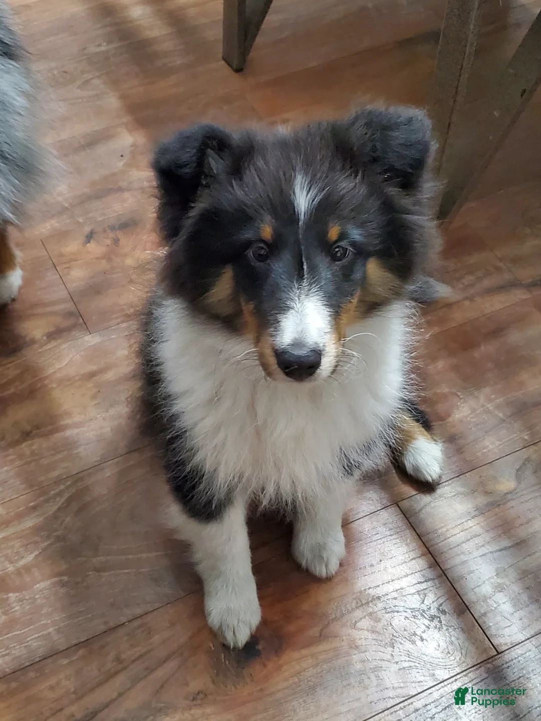 Shetland Sheepdog dogs for sale: Shetland Sheepdog Puppy 2 - Ad 1