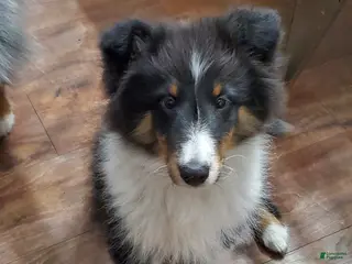 Shetland Sheepdog dogs Shetland Sheepdog Puppy 2 - Ad 2