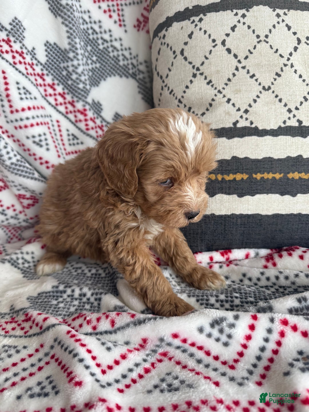 Mini Bernedoodle dogs for sale: Cooper - Ad 2