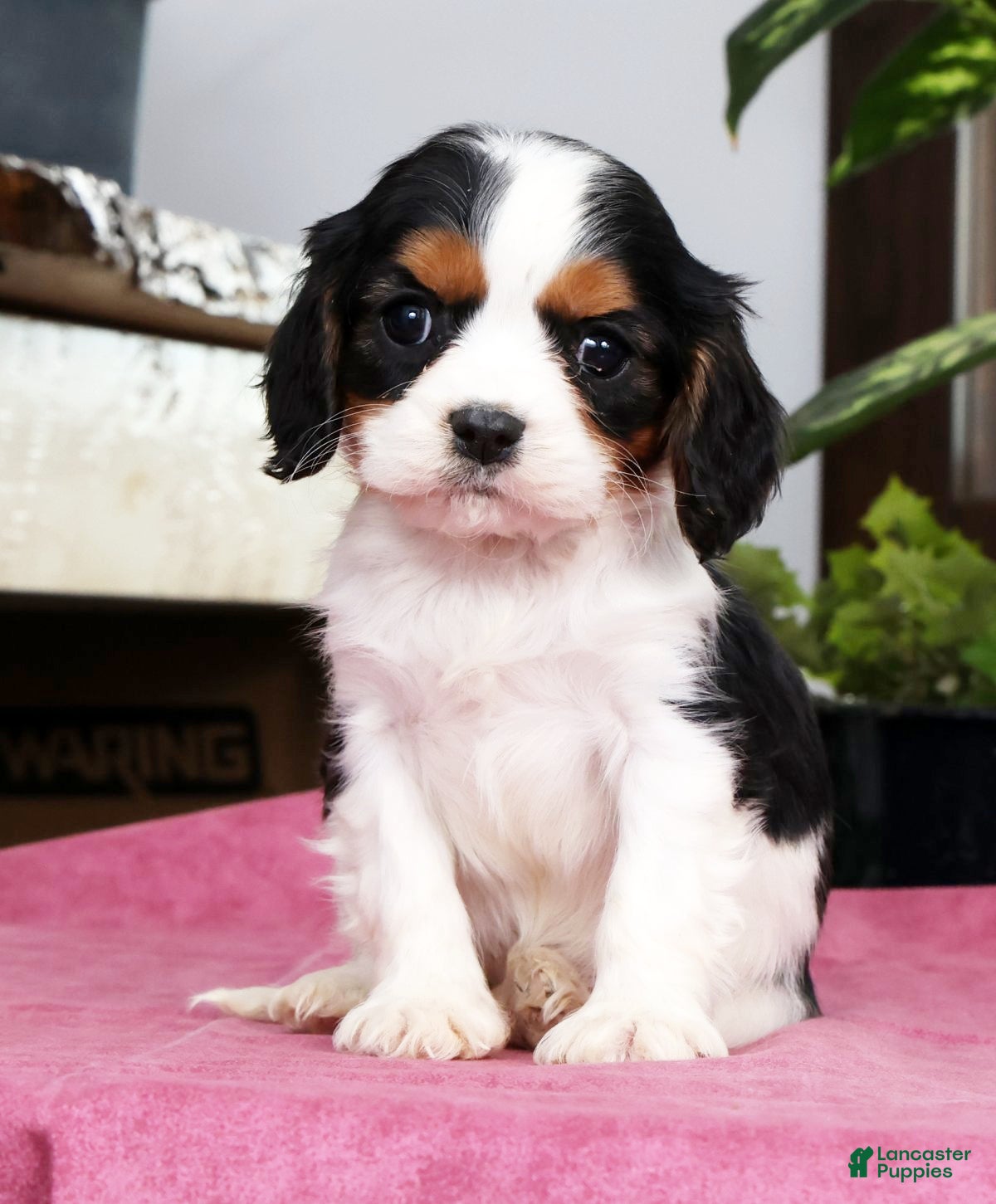 Cavalier King Charles Spaniel dogs Sarah - Ad 1