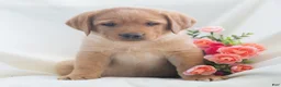 Labrador Retriever dogs for sale: Jeryl  - Ad 3