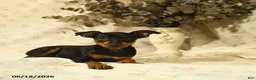 Miniature Pinscher dogs for sale: Phoenix - Ad 1