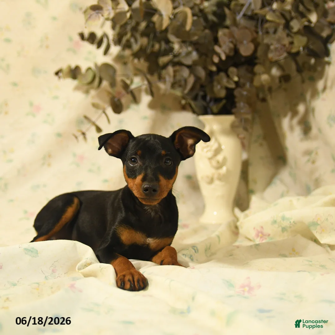 Miniature Pinscher dogs for sale: Phoenix - Ad 1
