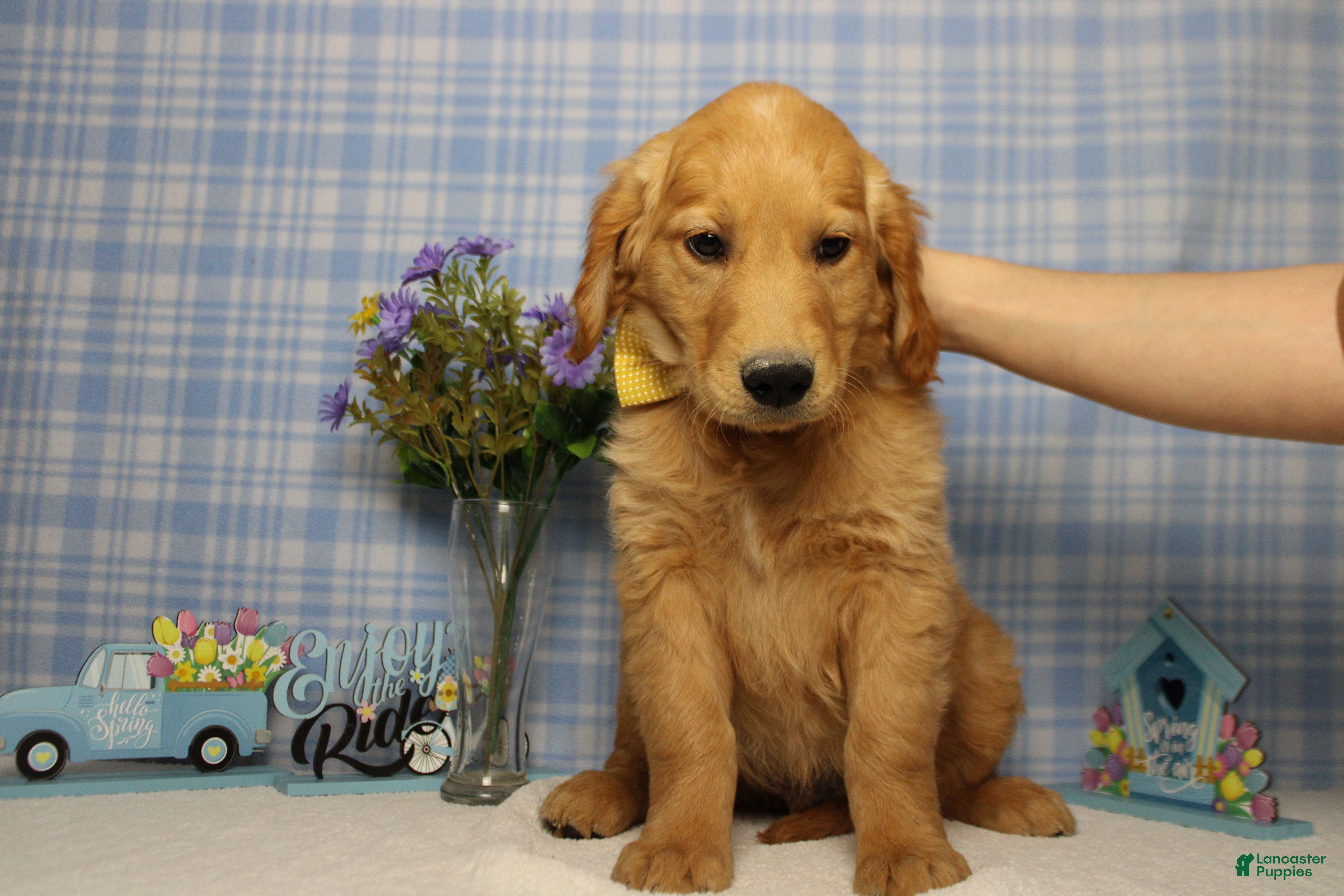 Golden Retriever dogs Benji - Ad 15