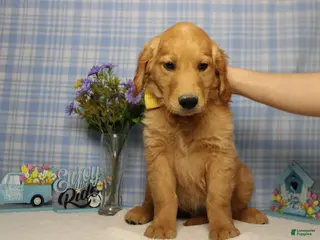 Golden Retriever dogs Benji - Ad 6