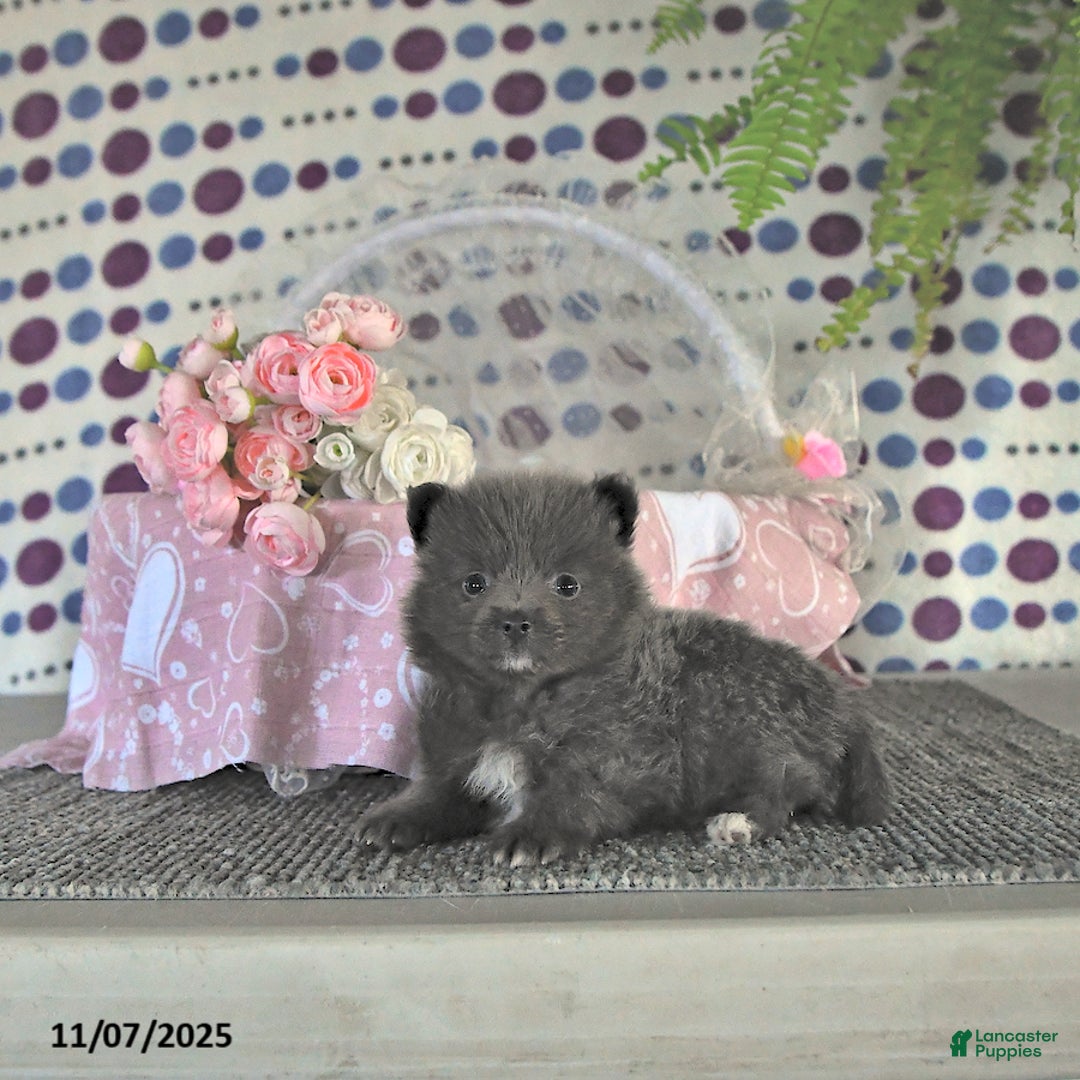 Pomeranian dogs for sale: Luci - Ad 13