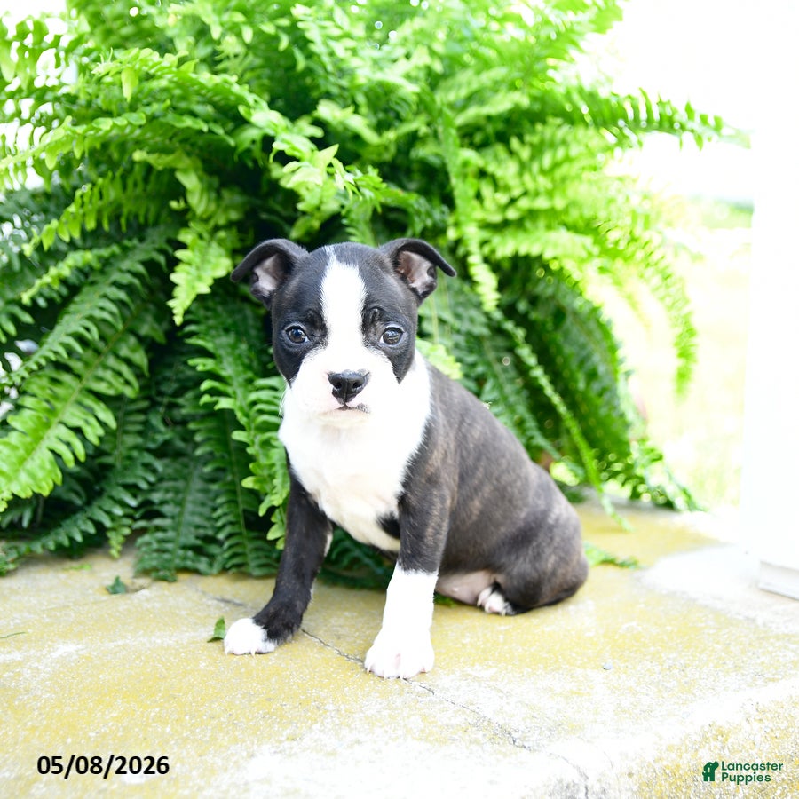 Boston Terrier dogs Mint Chip - Ad 1