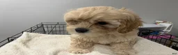 Maltipoo dogs for sale: Ivy - Ad 2