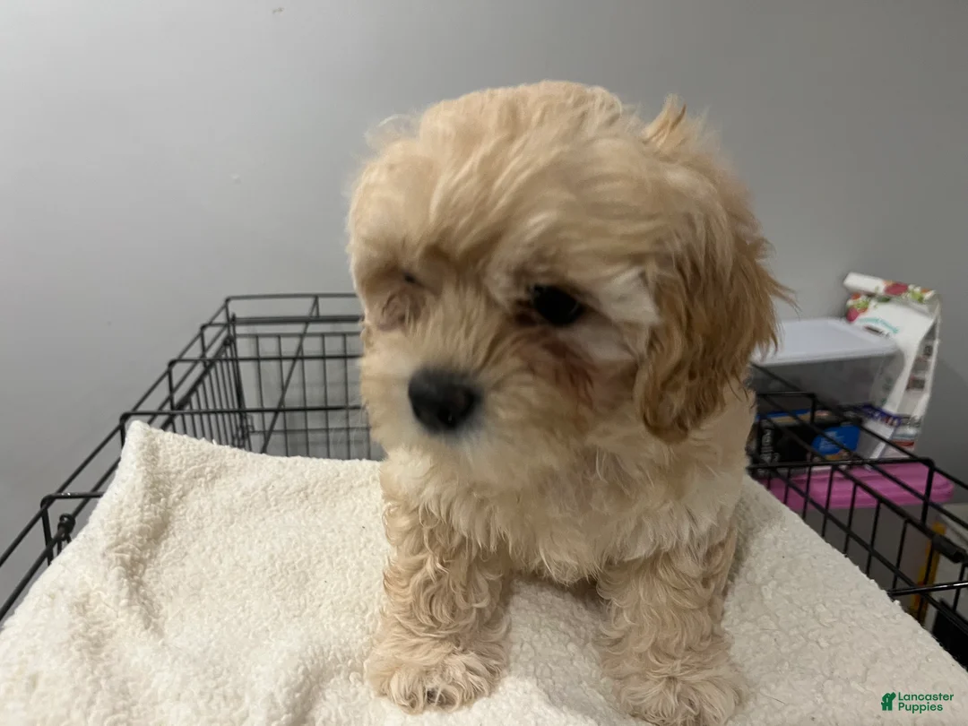 Maltipoo dogs for sale: Ivy - Ad 2