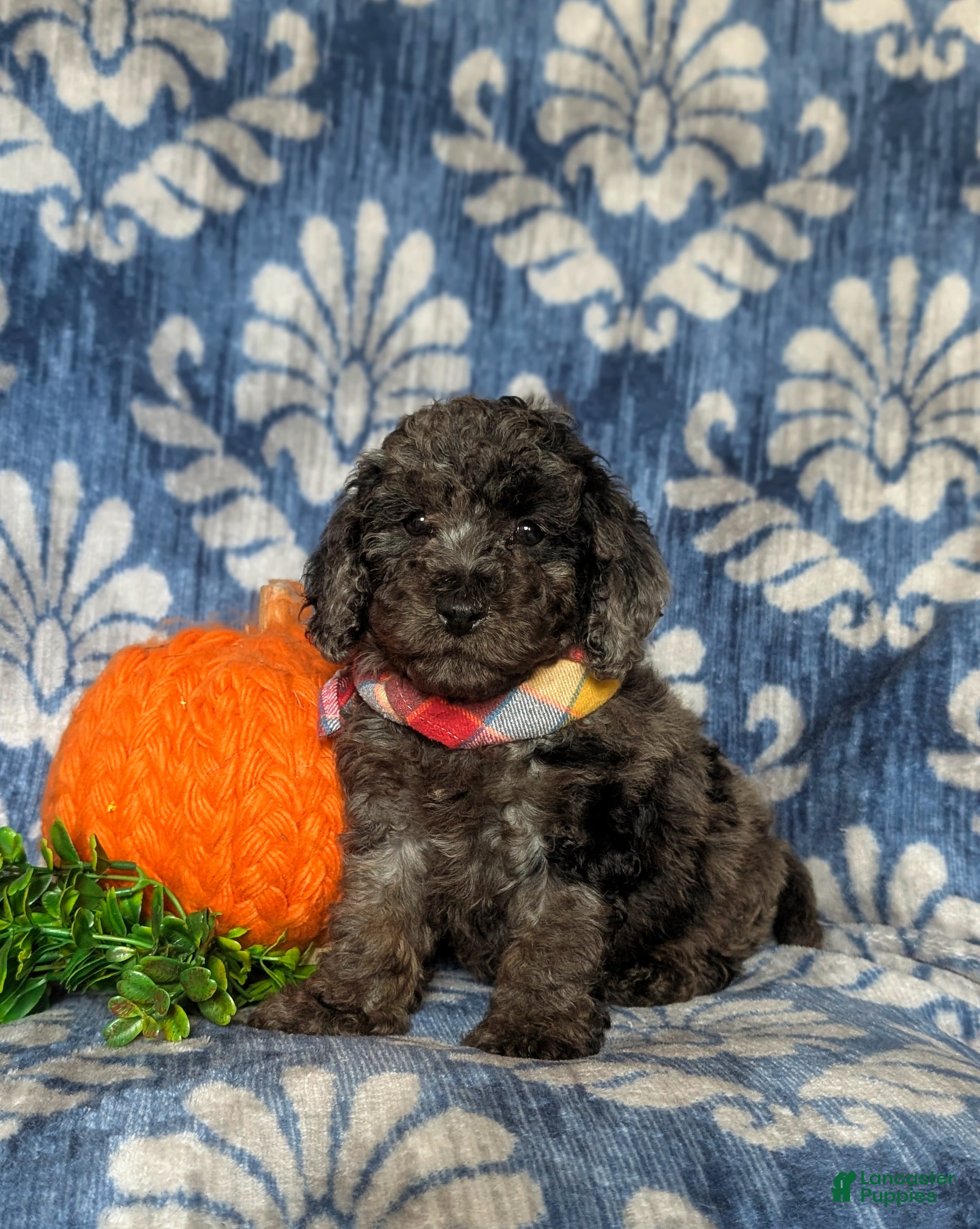 Cockapoo dogs Scout Hypoallergenic - Ad 10